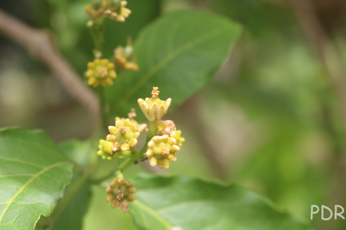 Bunchosia armeniaca (Cav.) DC.